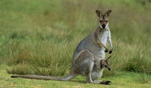 Preview wallpaper kangaroo, calf, field, grass