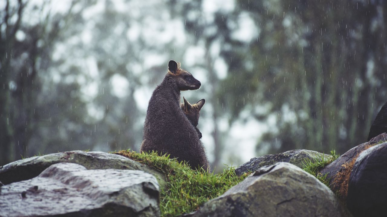 Wallpaper kangaroo, couple, cub, grass, stones, rain