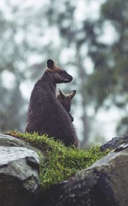 Preview wallpaper kangaroo, couple, cub, grass, stones, rain