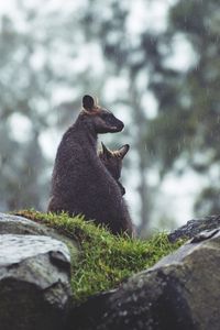 Preview wallpaper kangaroo, couple, cub, grass, stones, rain