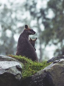 Preview wallpaper kangaroo, couple, cub, grass, stones, rain