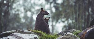 Preview wallpaper kangaroo, couple, cub, grass, stones, rain