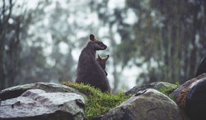 Preview wallpaper kangaroo, couple, cub, grass, stones, rain