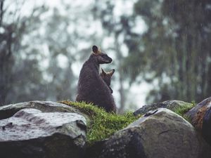 Preview wallpaper kangaroo, couple, cub, grass, stones, rain