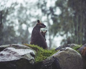 Preview wallpaper kangaroo, couple, cub, grass, stones, rain