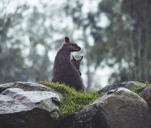 Preview wallpaper kangaroo, couple, cub, grass, stones, rain