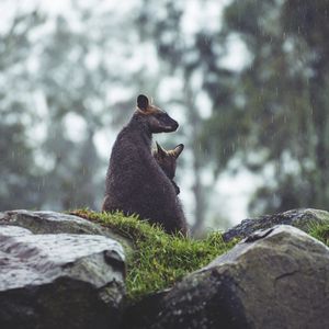 Preview wallpaper kangaroo, couple, cub, grass, stones, rain