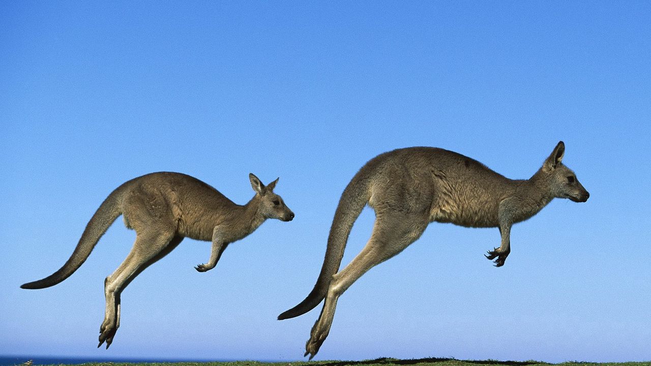 Wallpaper kangaroo, couple, field, grass, sky, dive