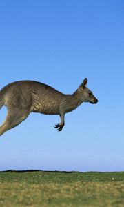 Preview wallpaper kangaroo, couple, field, grass, sky, dive