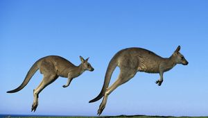 Preview wallpaper kangaroo, couple, field, grass, sky, dive