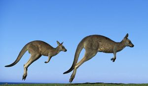 Preview wallpaper kangaroo, couple, field, grass, sky, dive