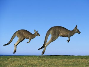 Preview wallpaper kangaroo, couple, field, grass, sky, dive