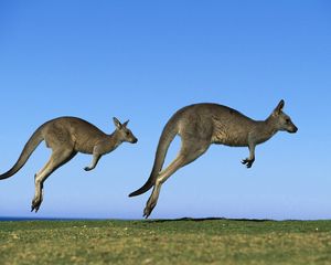 Preview wallpaper kangaroo, couple, field, grass, sky, dive