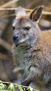 Preview wallpaper kangaroo, cub, small, cute, animal