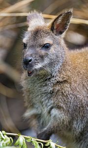 Preview wallpaper kangaroo, cub, small, cute, animal