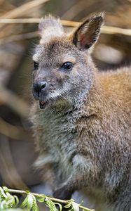 Preview wallpaper kangaroo, cub, small, cute, animal