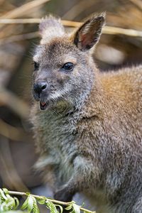 Preview wallpaper kangaroo, cub, small, cute, animal