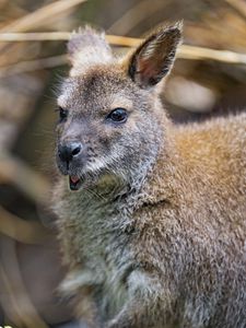 Preview wallpaper kangaroo, cub, small, cute, animal