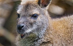 Preview wallpaper kangaroo, cub, small, cute, animal