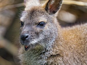 Preview wallpaper kangaroo, cub, small, cute, animal