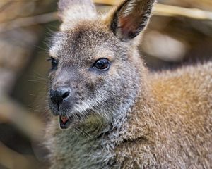 Preview wallpaper kangaroo, cub, small, cute, animal