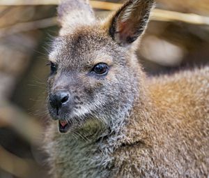 Preview wallpaper kangaroo, cub, small, cute, animal