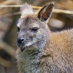 Preview wallpaper kangaroo, cub, small, cute, animal