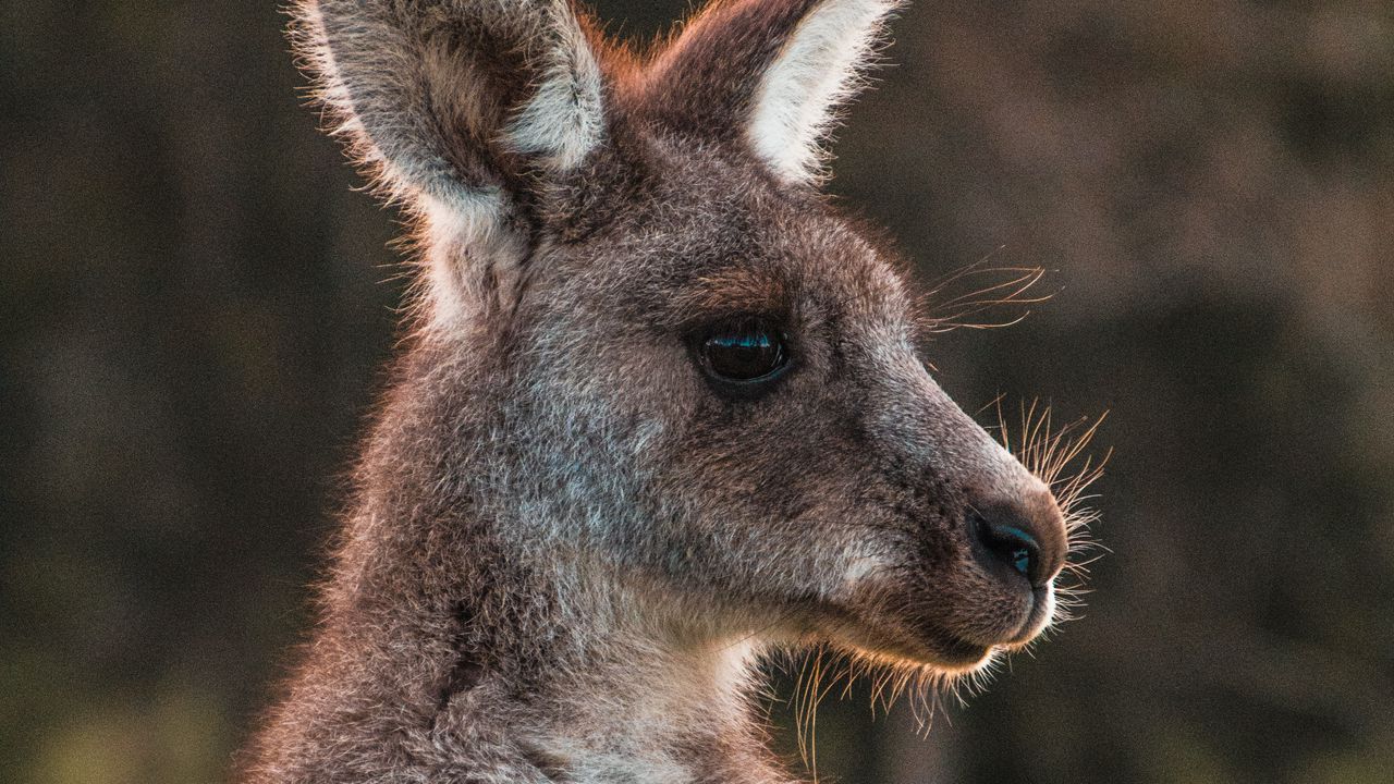 Wallpaper kangaroo, cute, animal, wool
