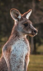 Preview wallpaper kangaroo, cute, animal, wool