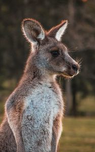 Preview wallpaper kangaroo, cute, animal, wool