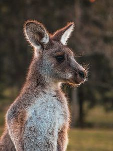 Preview wallpaper kangaroo, cute, animal, wool