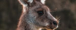 Preview wallpaper kangaroo, cute, animal, wool