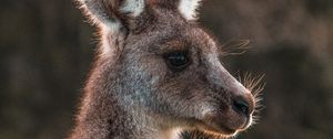 Preview wallpaper kangaroo, cute, animal, wool