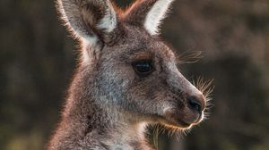 Preview wallpaper kangaroo, cute, animal, wool
