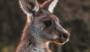 Preview wallpaper kangaroo, cute, animal, wool