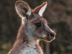Preview wallpaper kangaroo, cute, animal, wool
