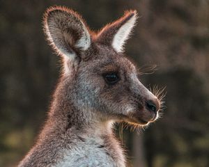 Preview wallpaper kangaroo, cute, animal, wool