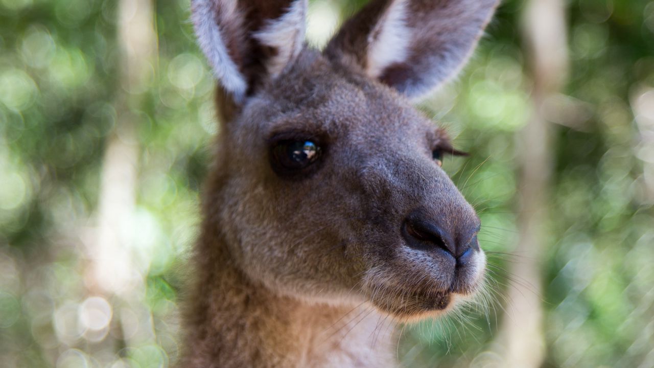 Wallpaper kangaroo, ears, blur, wildlife