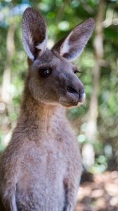 Preview wallpaper kangaroo, ears, blur, wildlife
