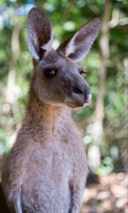 Preview wallpaper kangaroo, ears, blur, wildlife