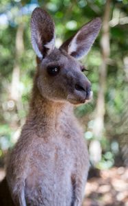 Preview wallpaper kangaroo, ears, blur, wildlife