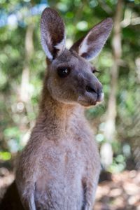 Preview wallpaper kangaroo, ears, blur, wildlife