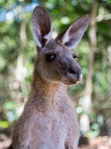 Preview wallpaper kangaroo, ears, blur, wildlife