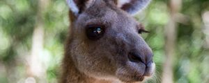 Preview wallpaper kangaroo, ears, blur, wildlife