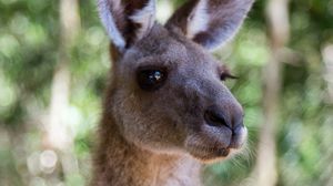 Preview wallpaper kangaroo, ears, blur, wildlife