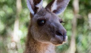 Preview wallpaper kangaroo, ears, blur, wildlife