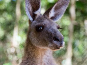 Preview wallpaper kangaroo, ears, blur, wildlife