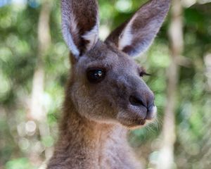 Preview wallpaper kangaroo, ears, blur, wildlife