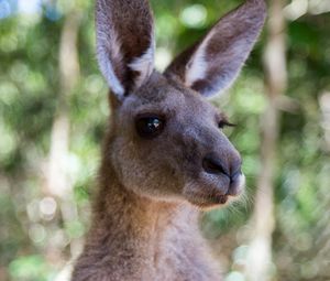 Preview wallpaper kangaroo, ears, blur, wildlife