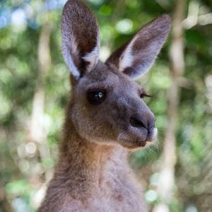 Preview wallpaper kangaroo, ears, blur, wildlife